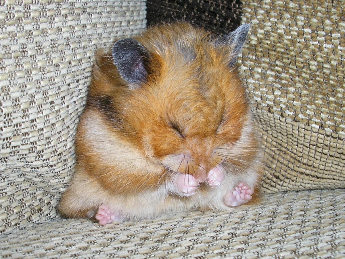 Свирепый хомяк