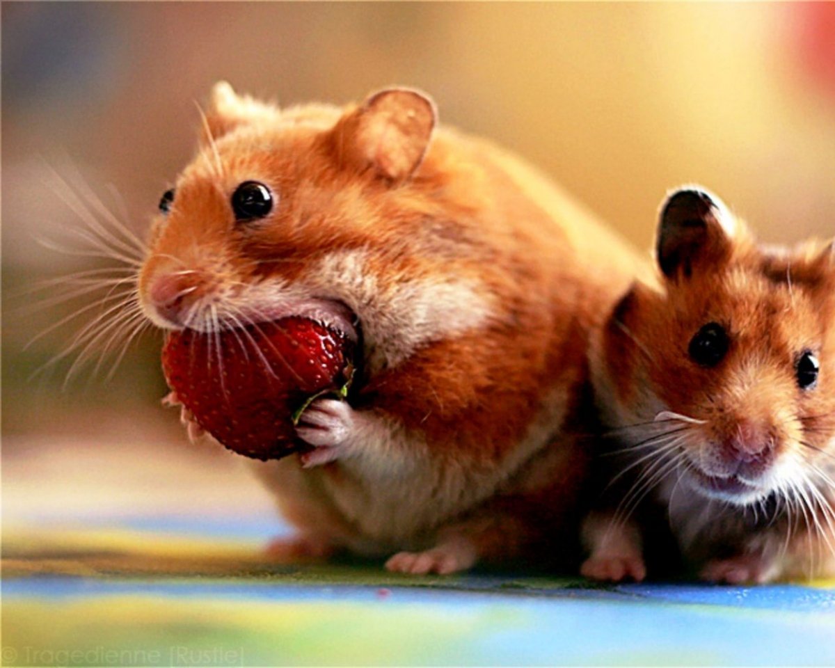 Хомяк Сеня ВК