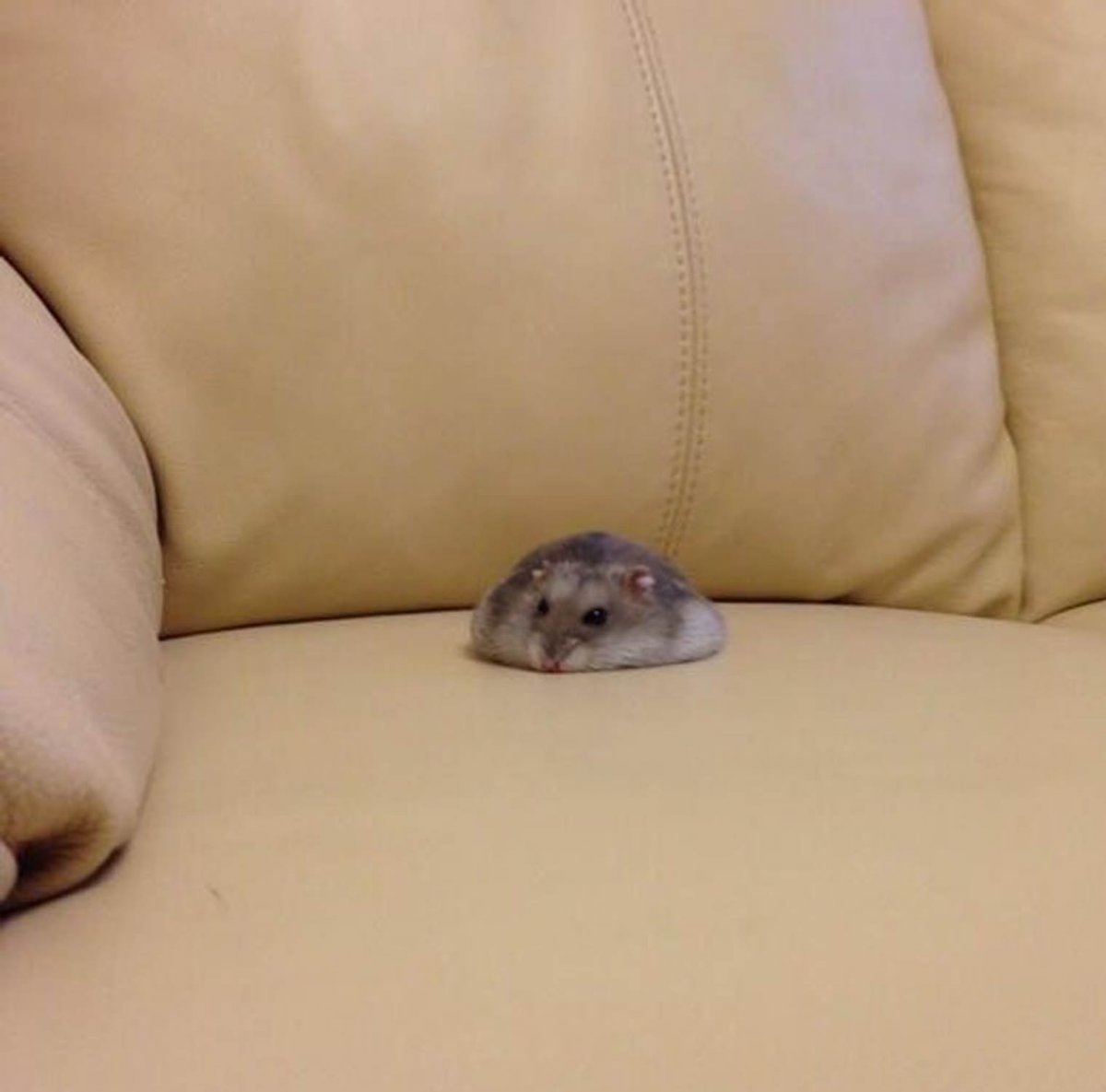 Стикеры ВК хомяк