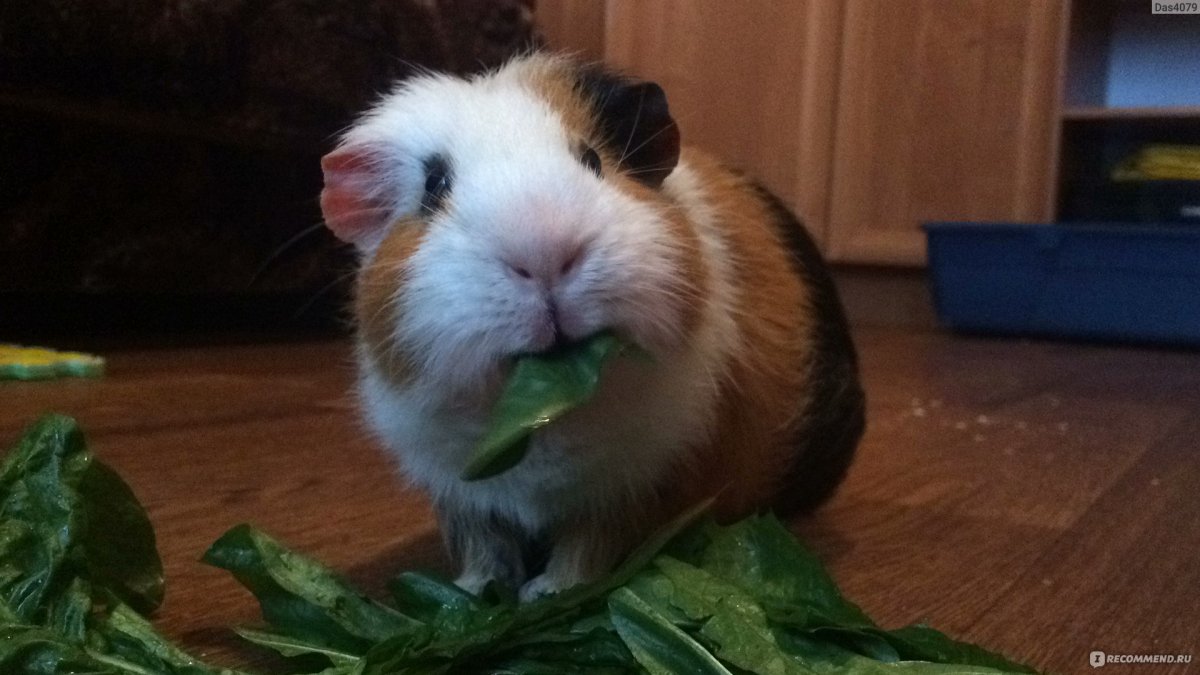 Бешеный хомяк