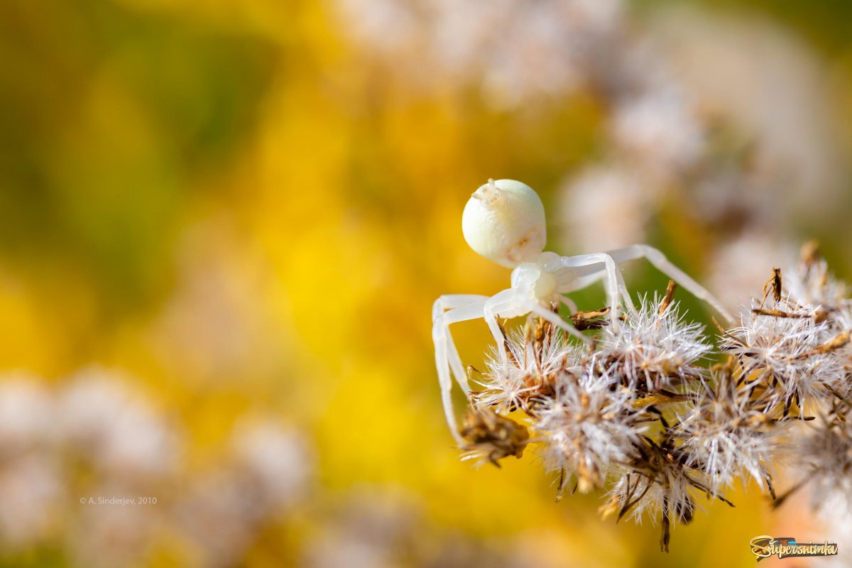 Паук Агриппина паучата