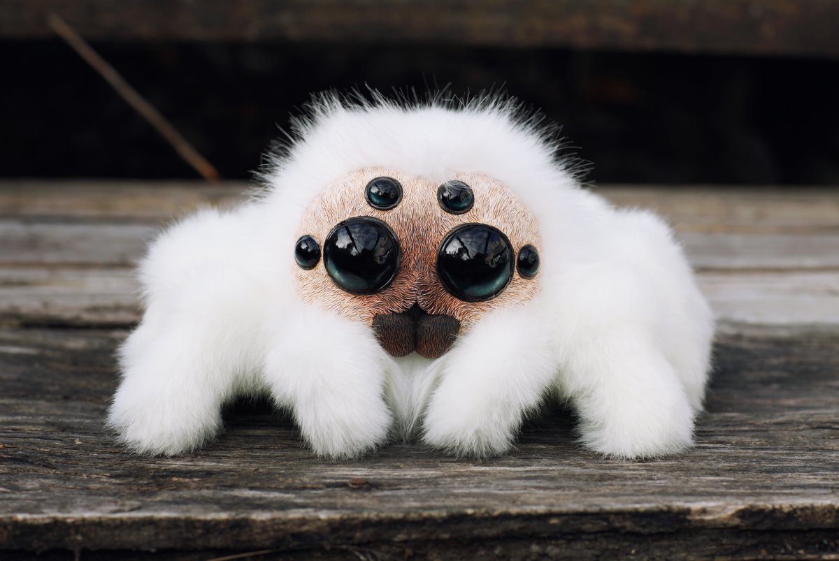 Паук скакунчик белый