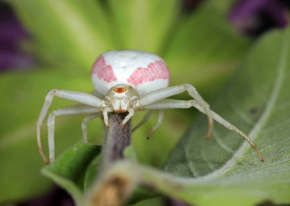 Плюшевый паук
