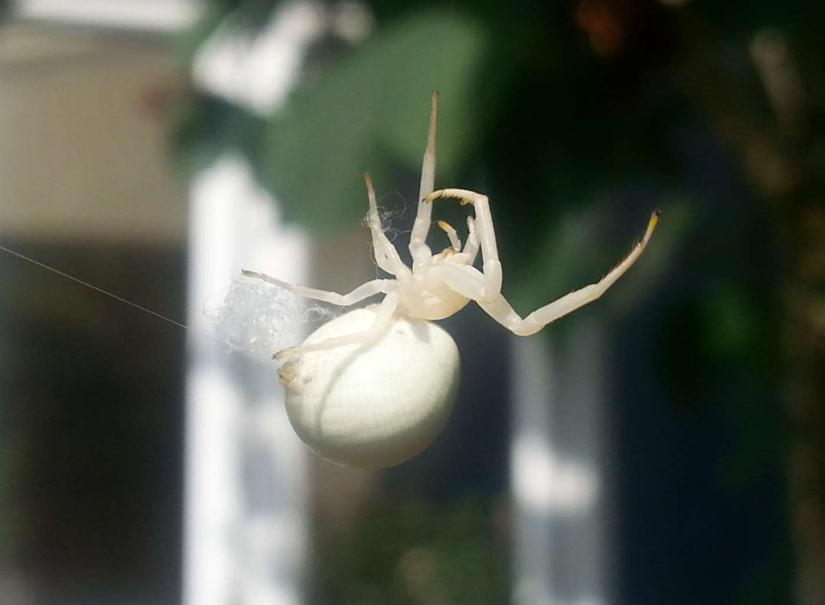 Гималайский паук-скакун