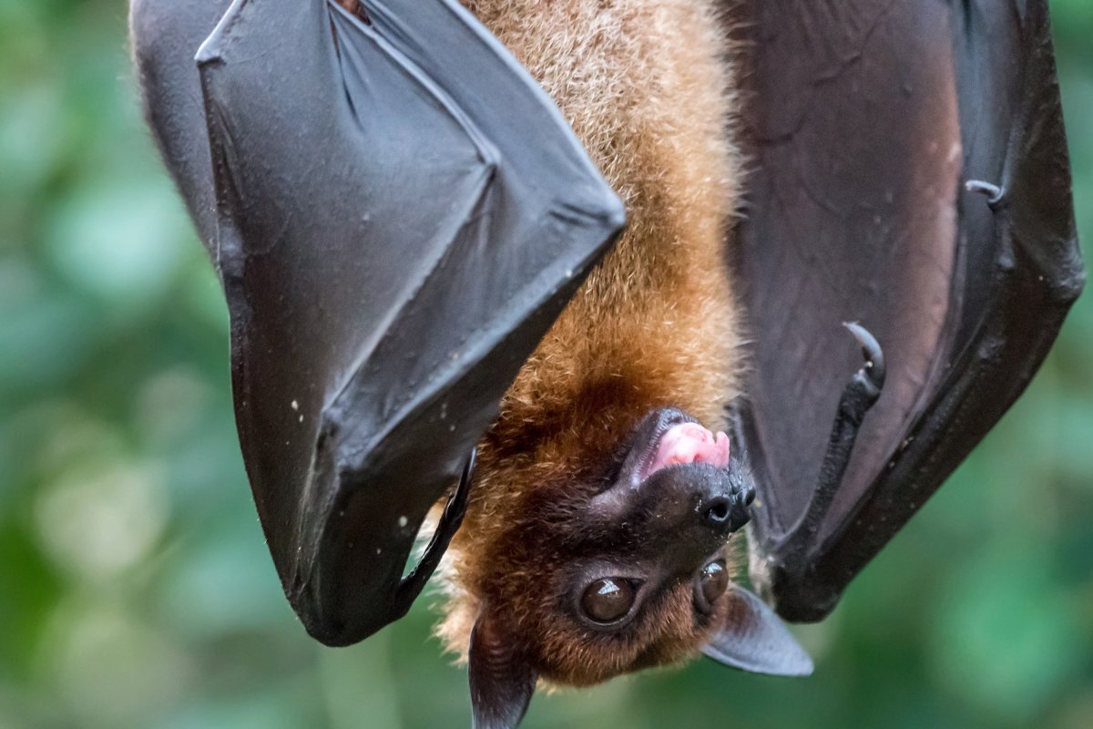 Черная летучая лисица