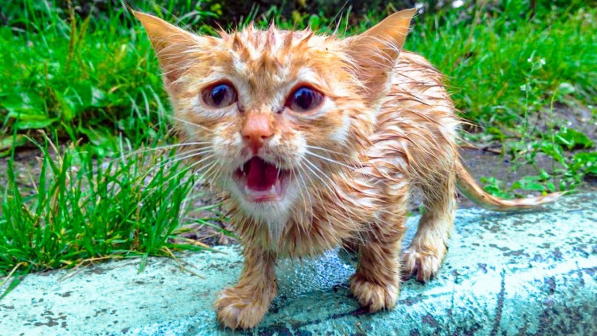 Мокрые коты