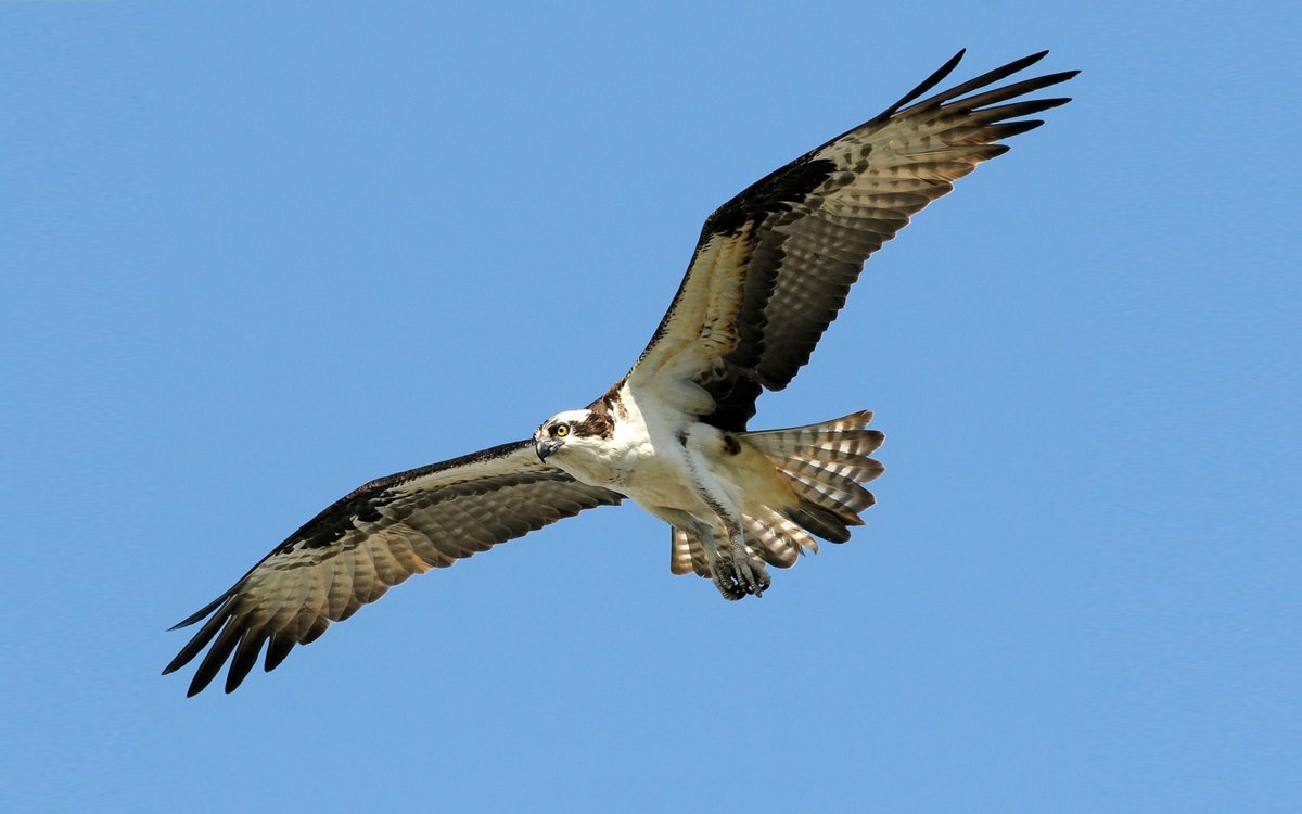 Pandion haliaetus