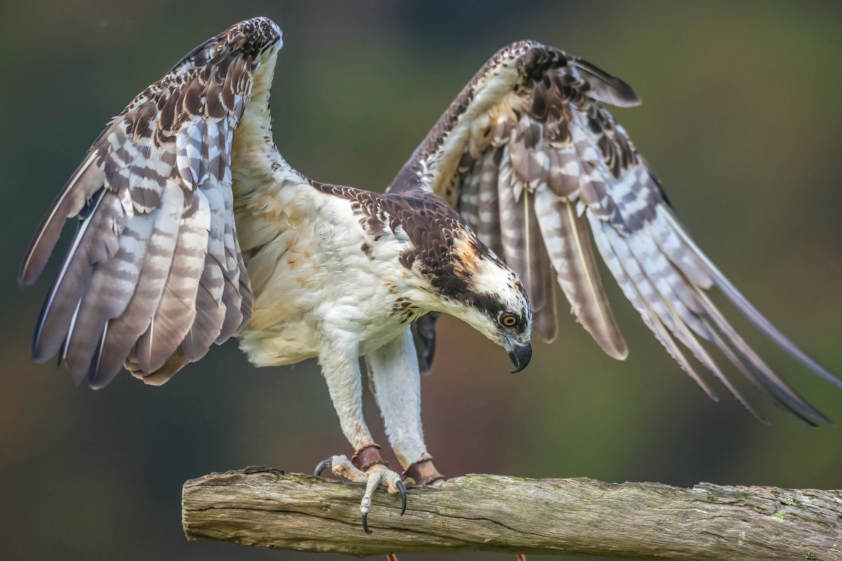 Филин Оренбургской области