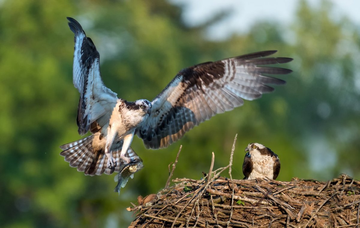 Рыболов Скопа