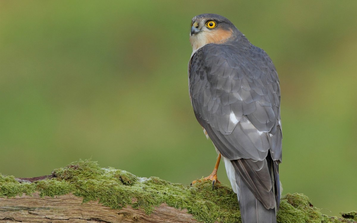 Хищные птицы в полете