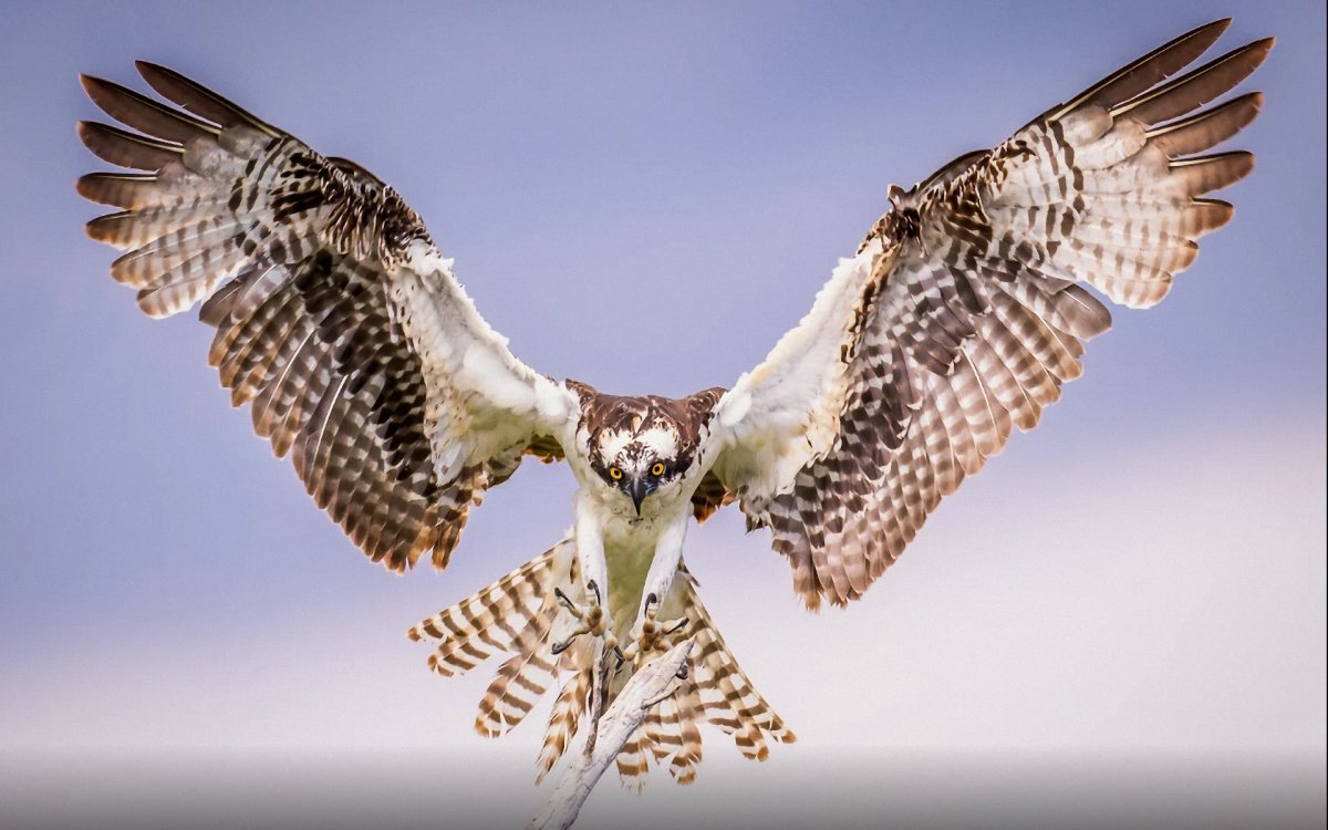 Орёл Сокол ястреб клювы