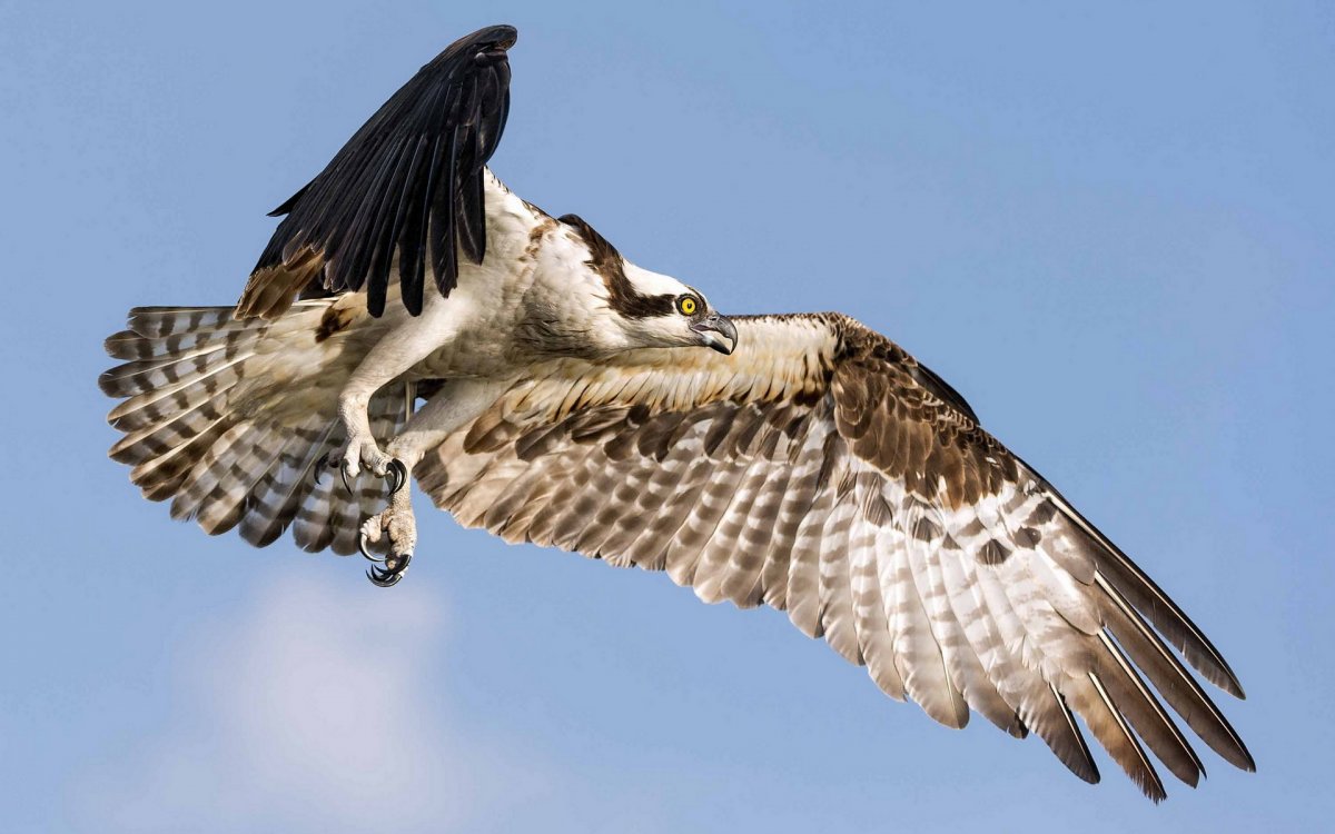 Скопец птица