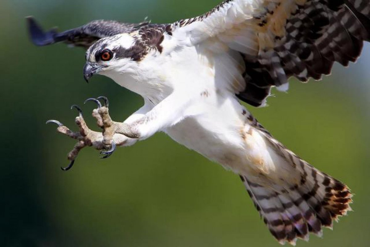 Скопа Соколообразные