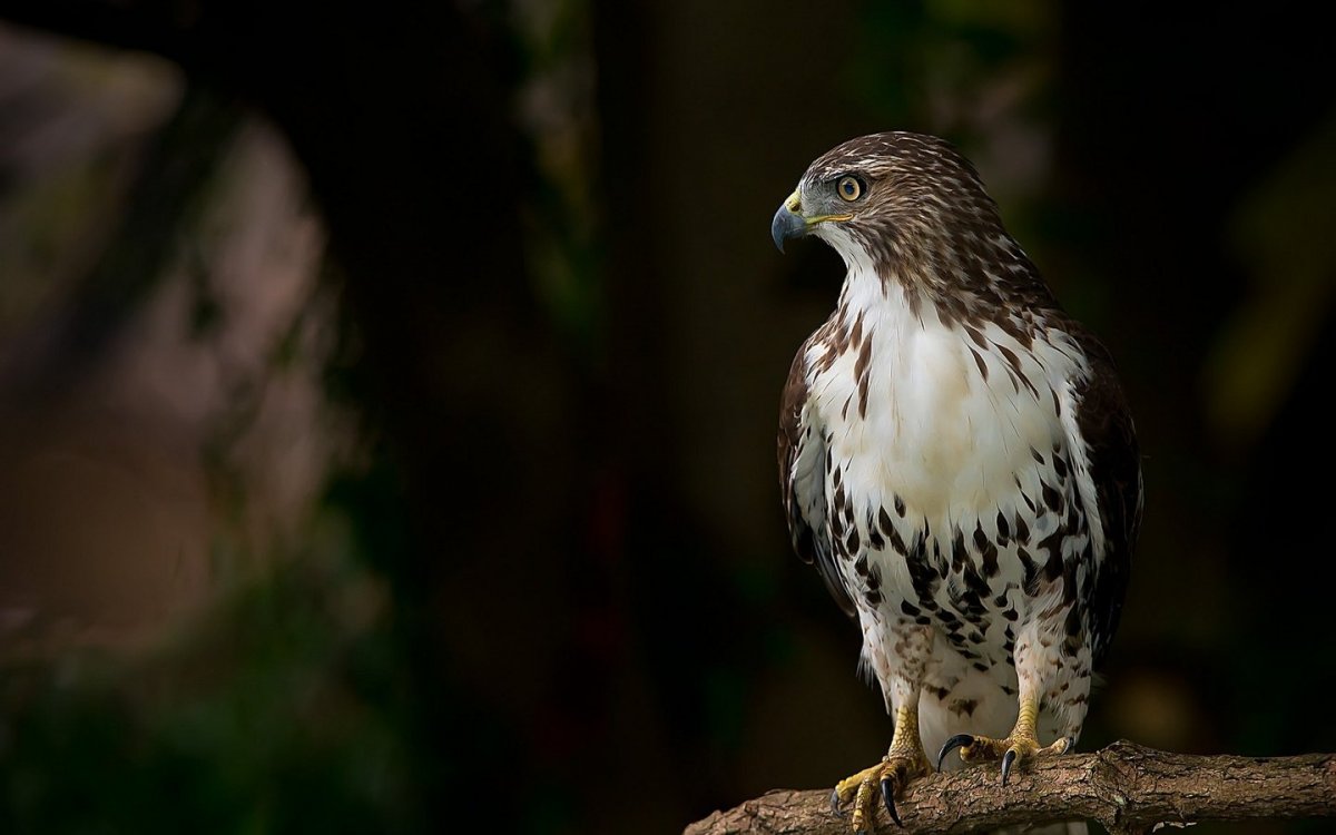 Сокол перепелятник