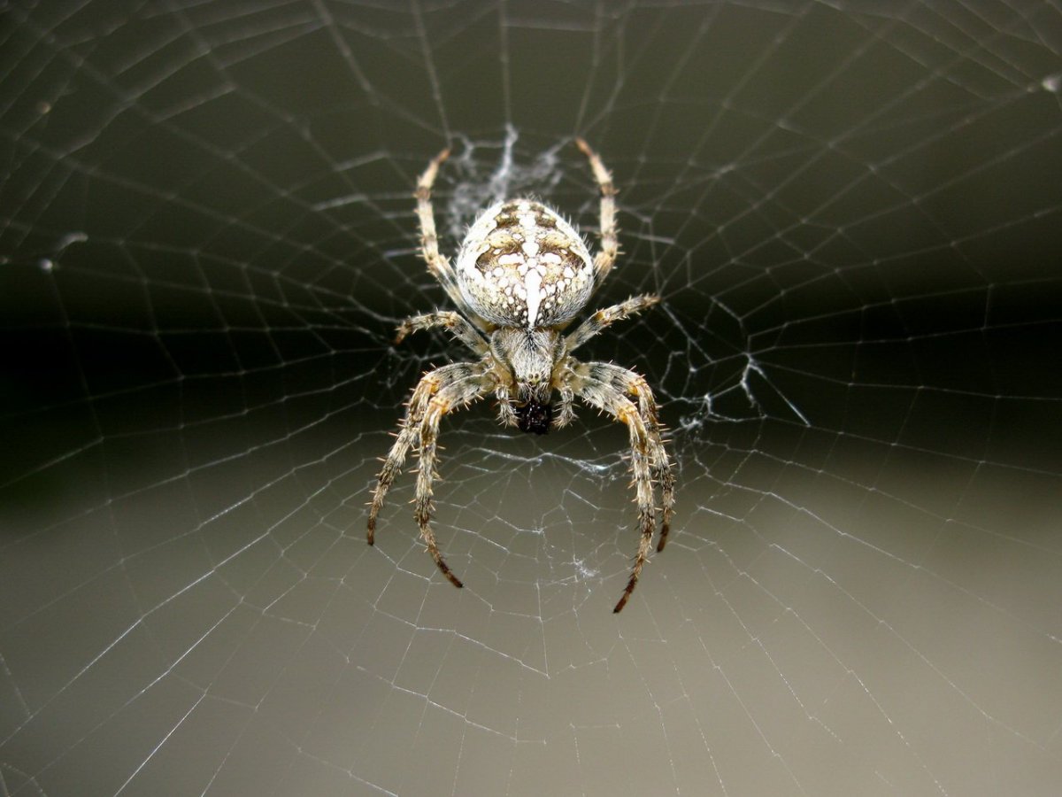 Araneus diadematus - крестовик