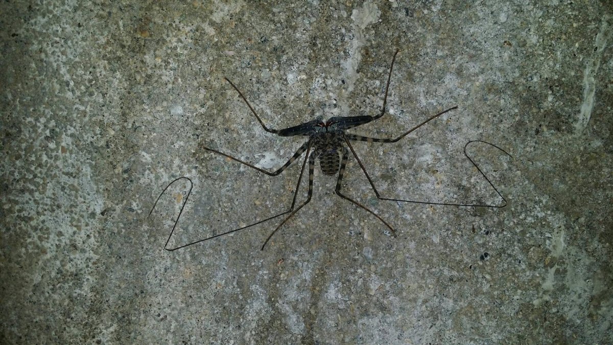 Araneus diadematus паук