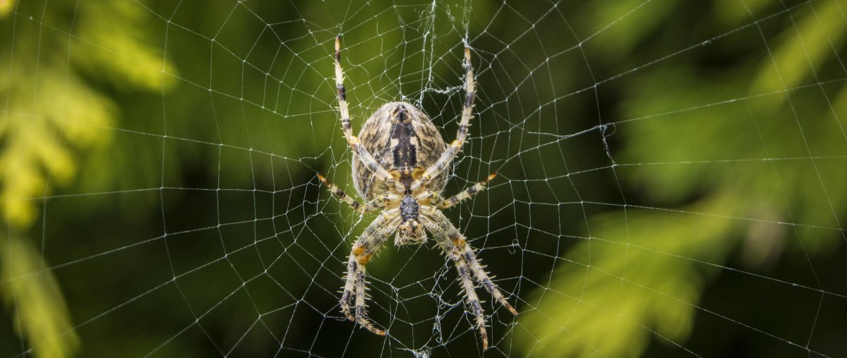 Филодромус жемчужный Philodromus margaritatus