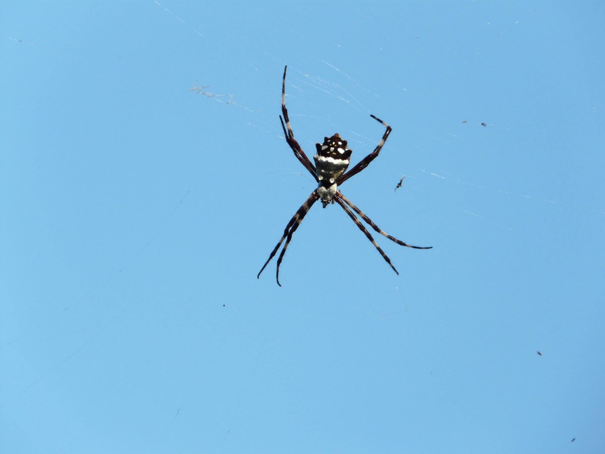 Черная вдова паук референс