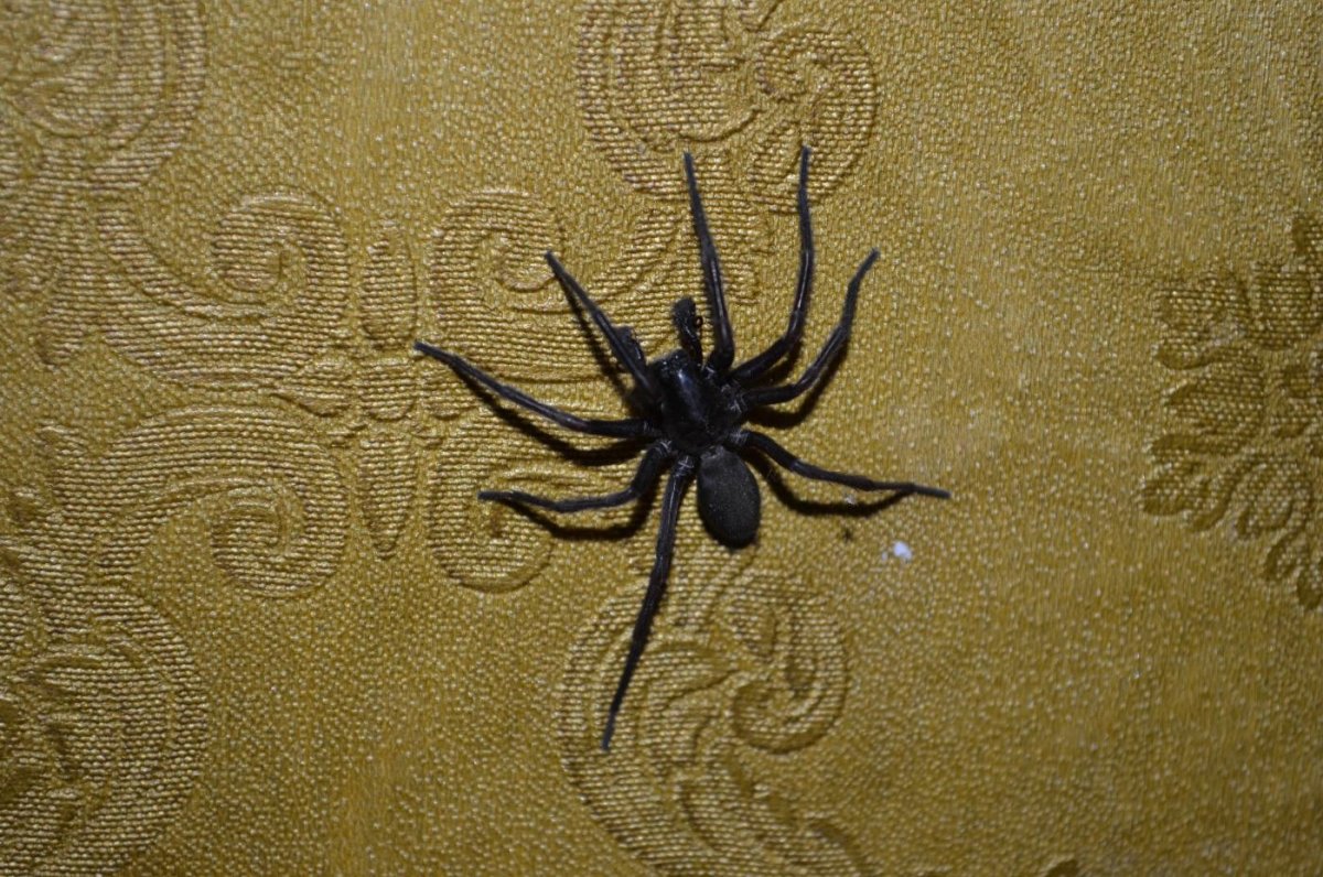 Паук с крестом на спине