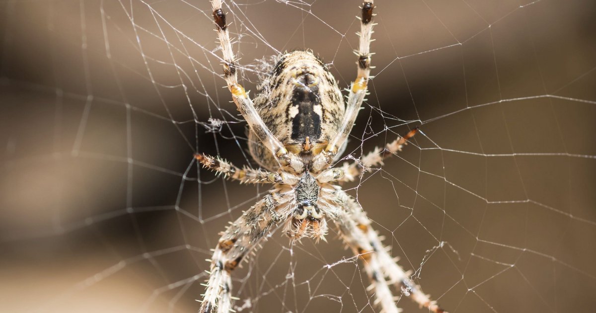 Паук Аранеус спидер паук СП