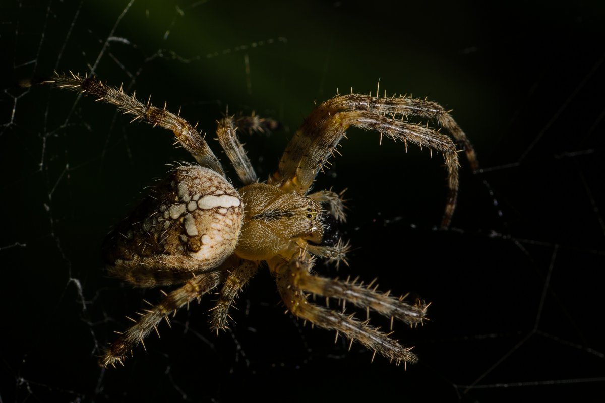 Черный паук с крестом на спине