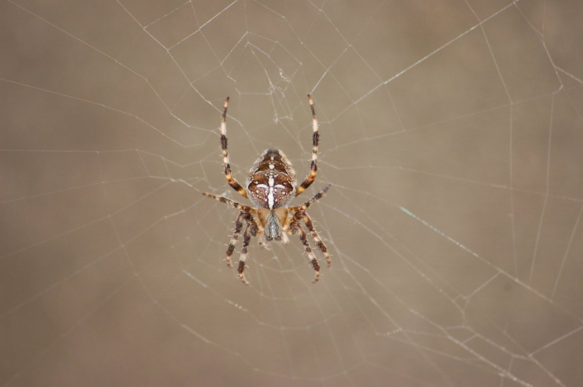 Паук крестовик Дальневосточный
