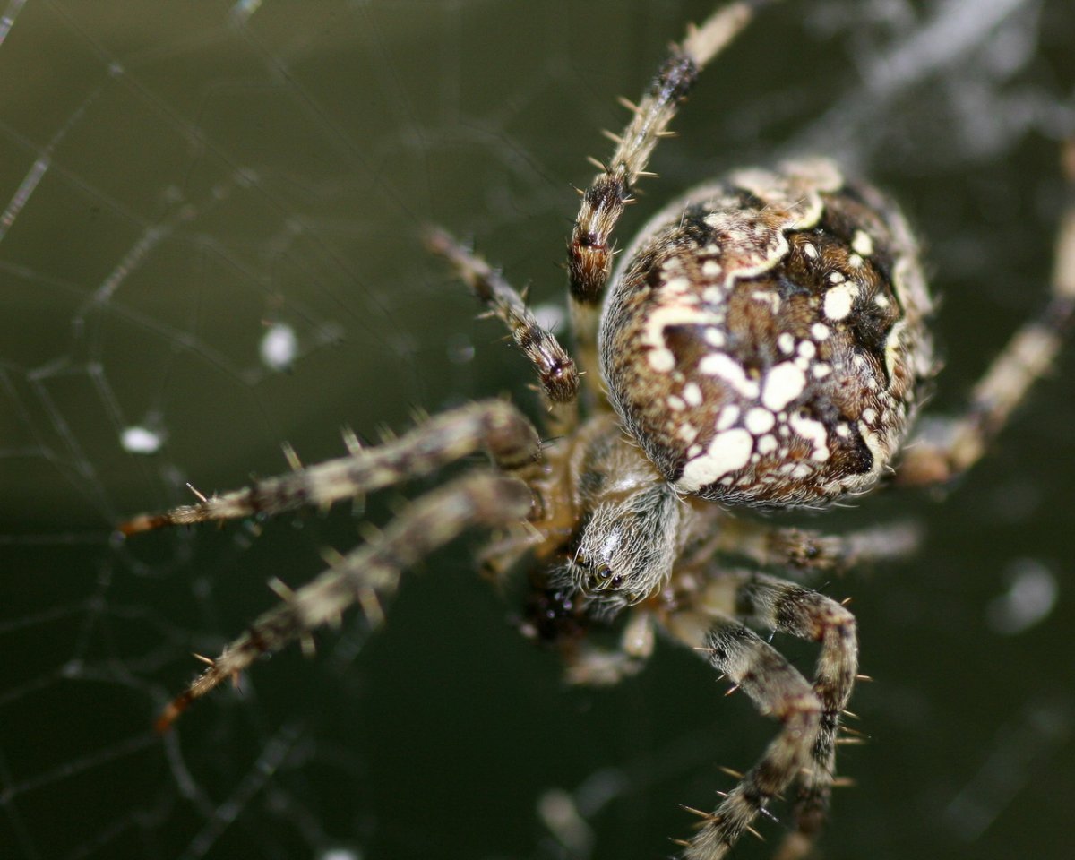 Белый крестовик паук альбинос
