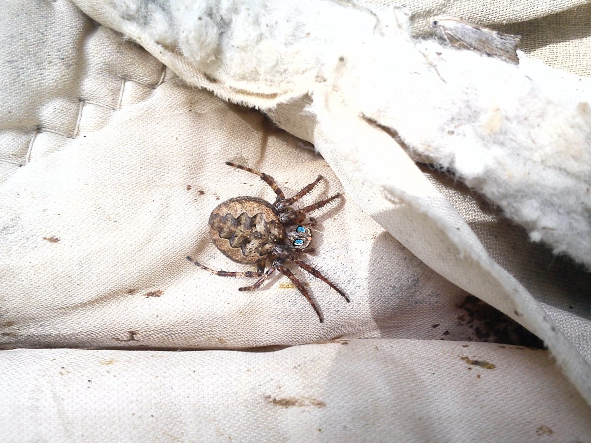 Крестовик обыкновенный паук