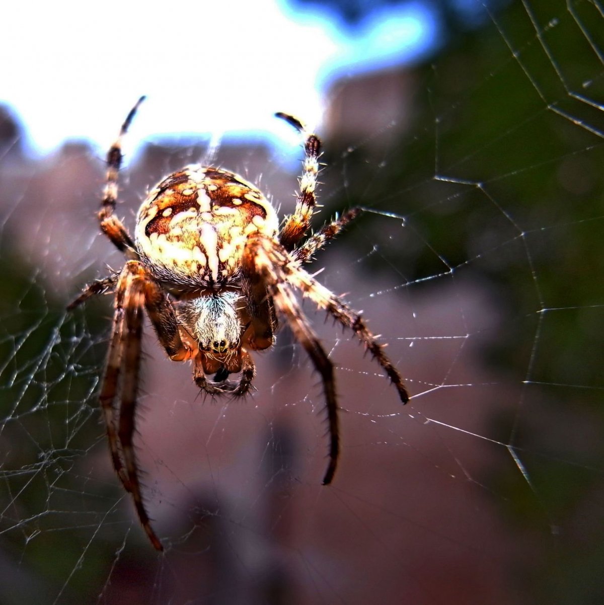 Членистоногие пауки