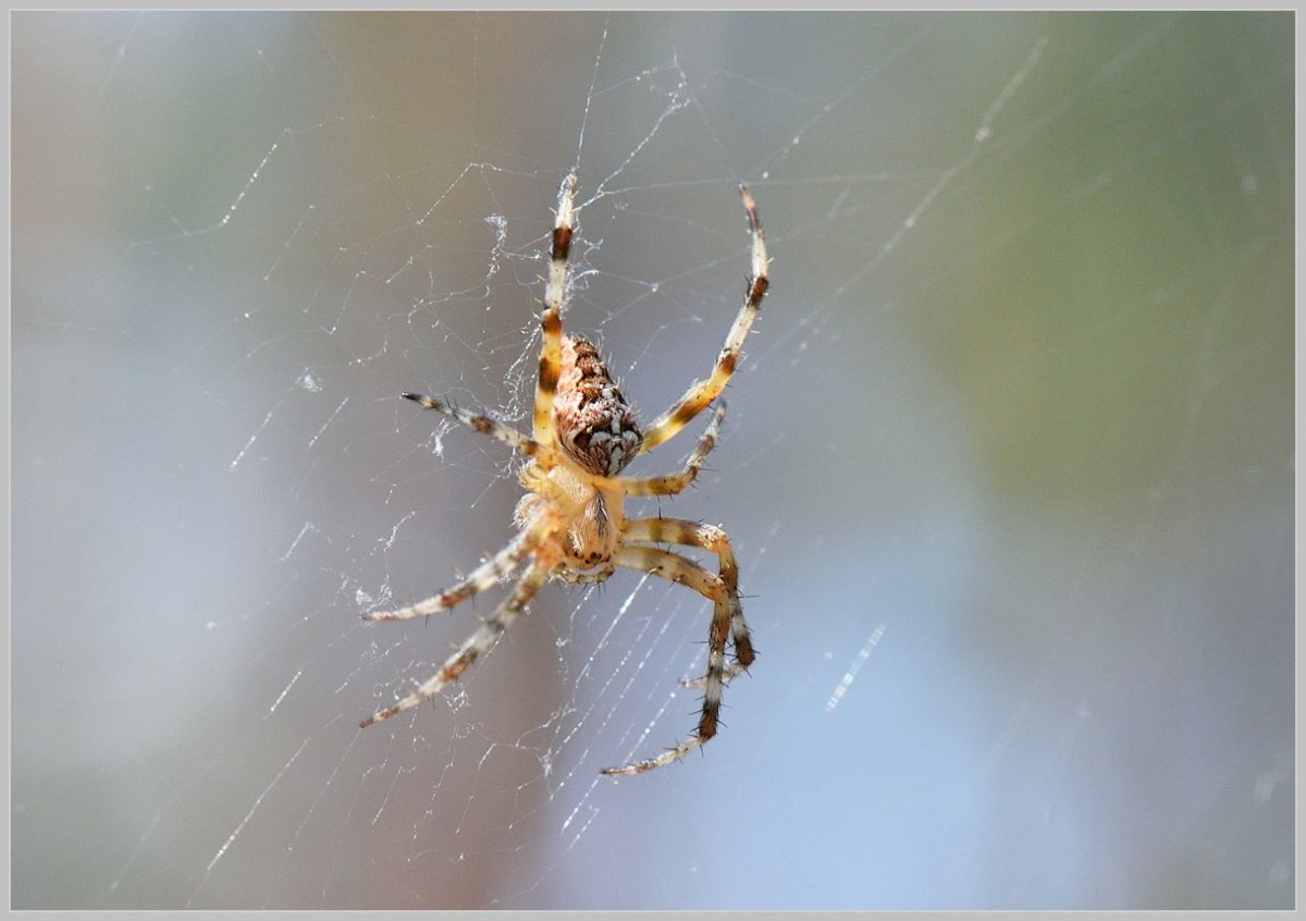Araneus diadematus - крестовик