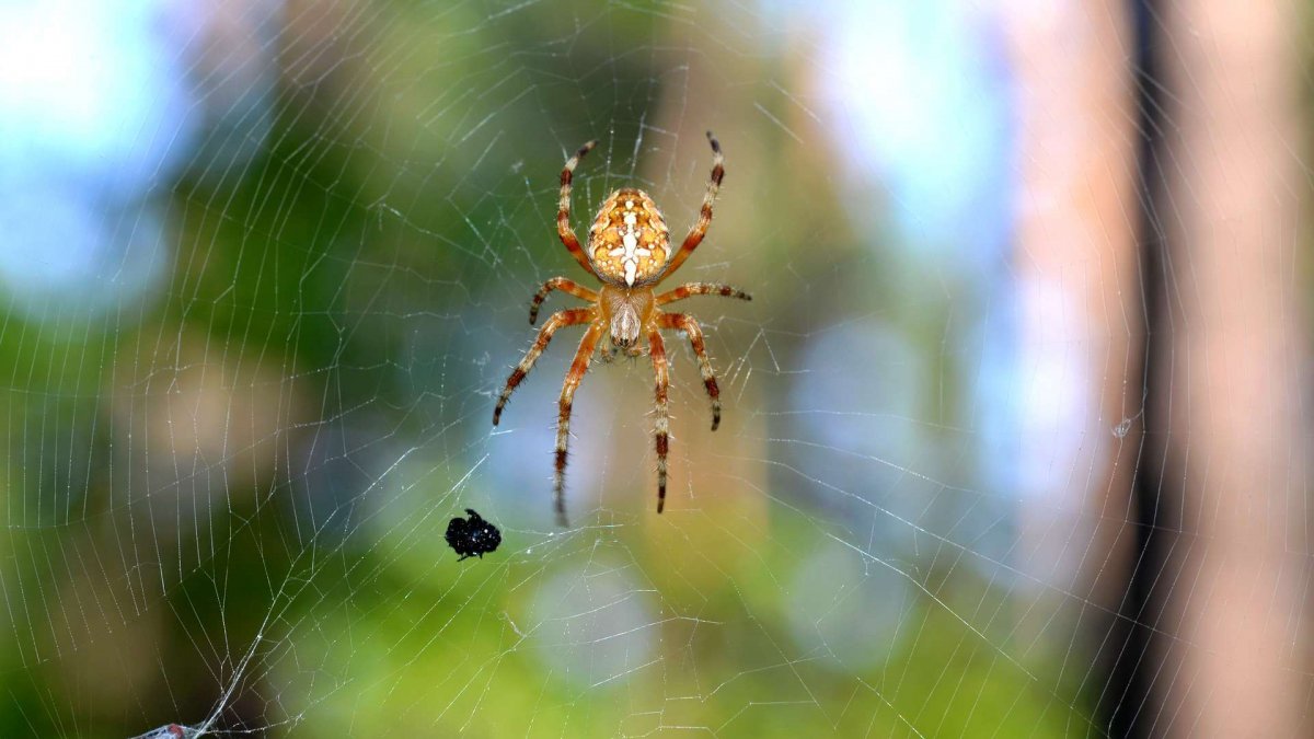Мадагаскарский паук эндемик