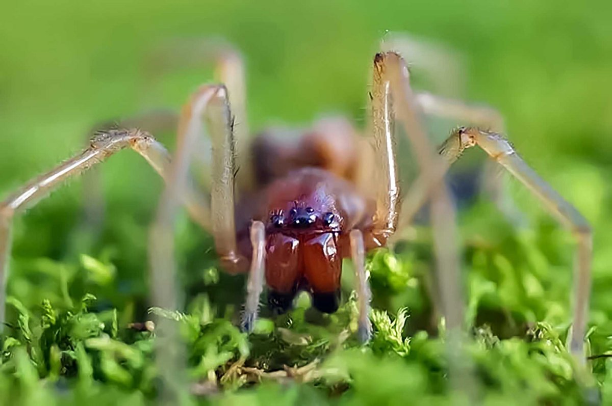 Пауки Башкирии