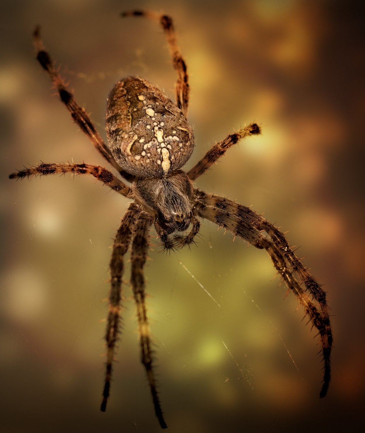 Оранжевый паук крестовик