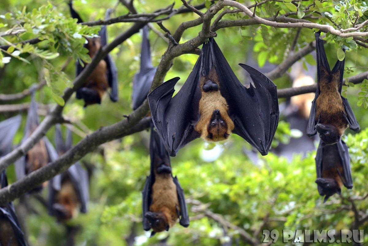 Крылан летучая лисица