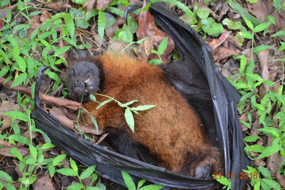 Крылан Шри Ланка