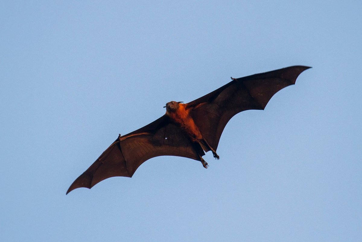 Летучие лисицы Шри Ланка