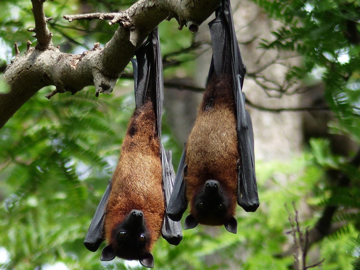 Летучая мышь на дереве