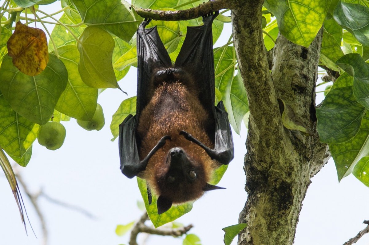 Летучие лисицы Шри Ланка