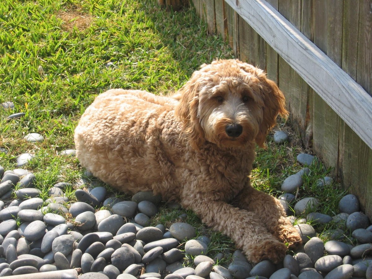 Шнудель терьер