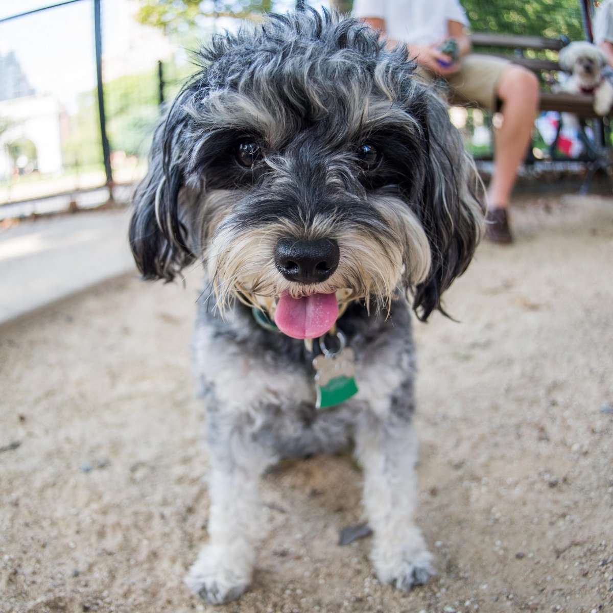 Шнудель собака