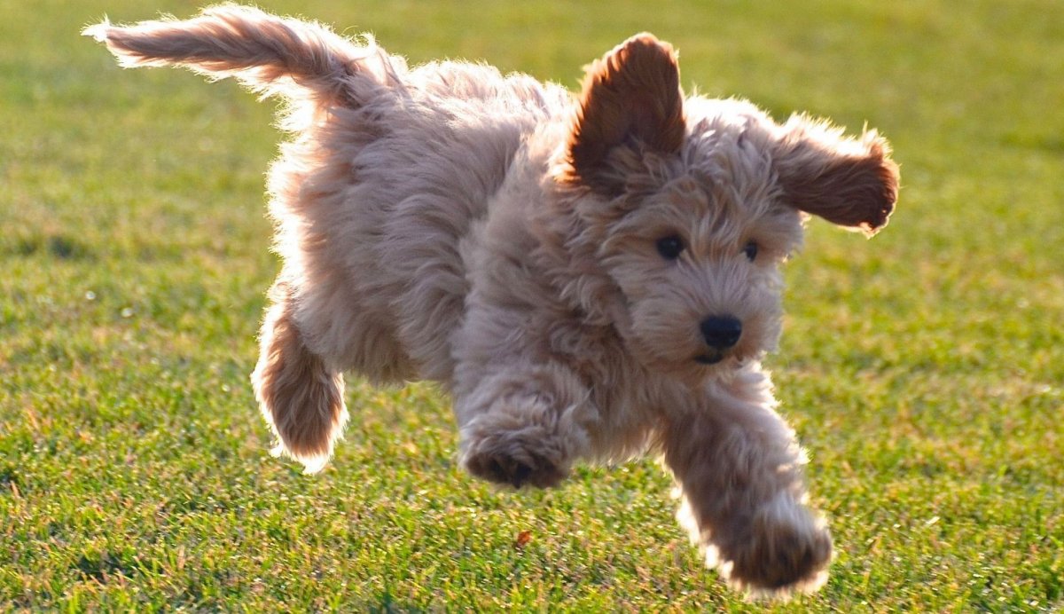 Порода шнауцер пудель