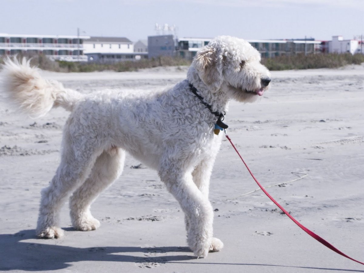 Австралийский лабрадудель