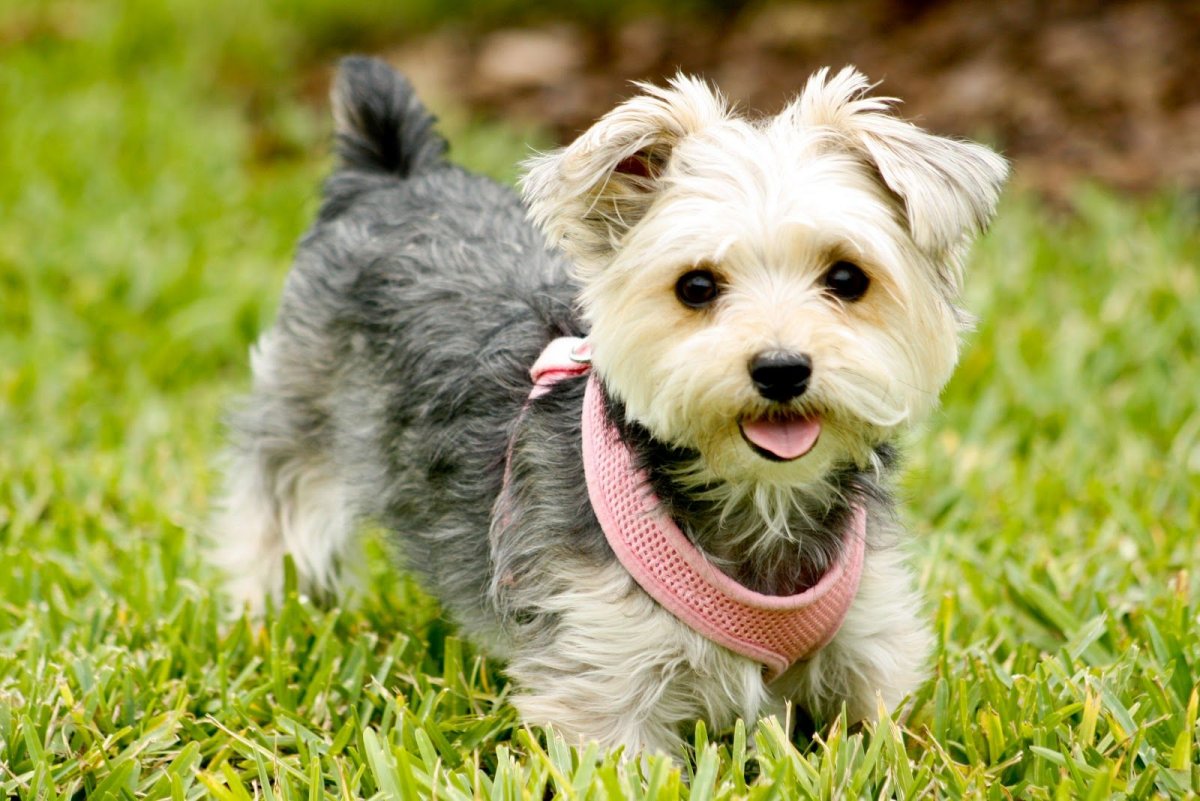 Австралийский лабрадудель