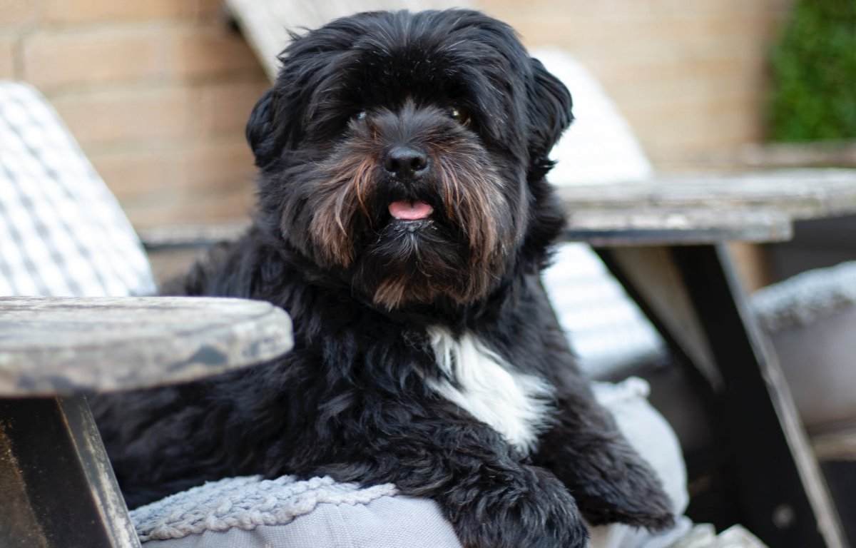 Шнудель терьер