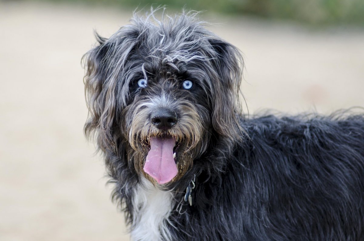 Шнудель терьер щенок