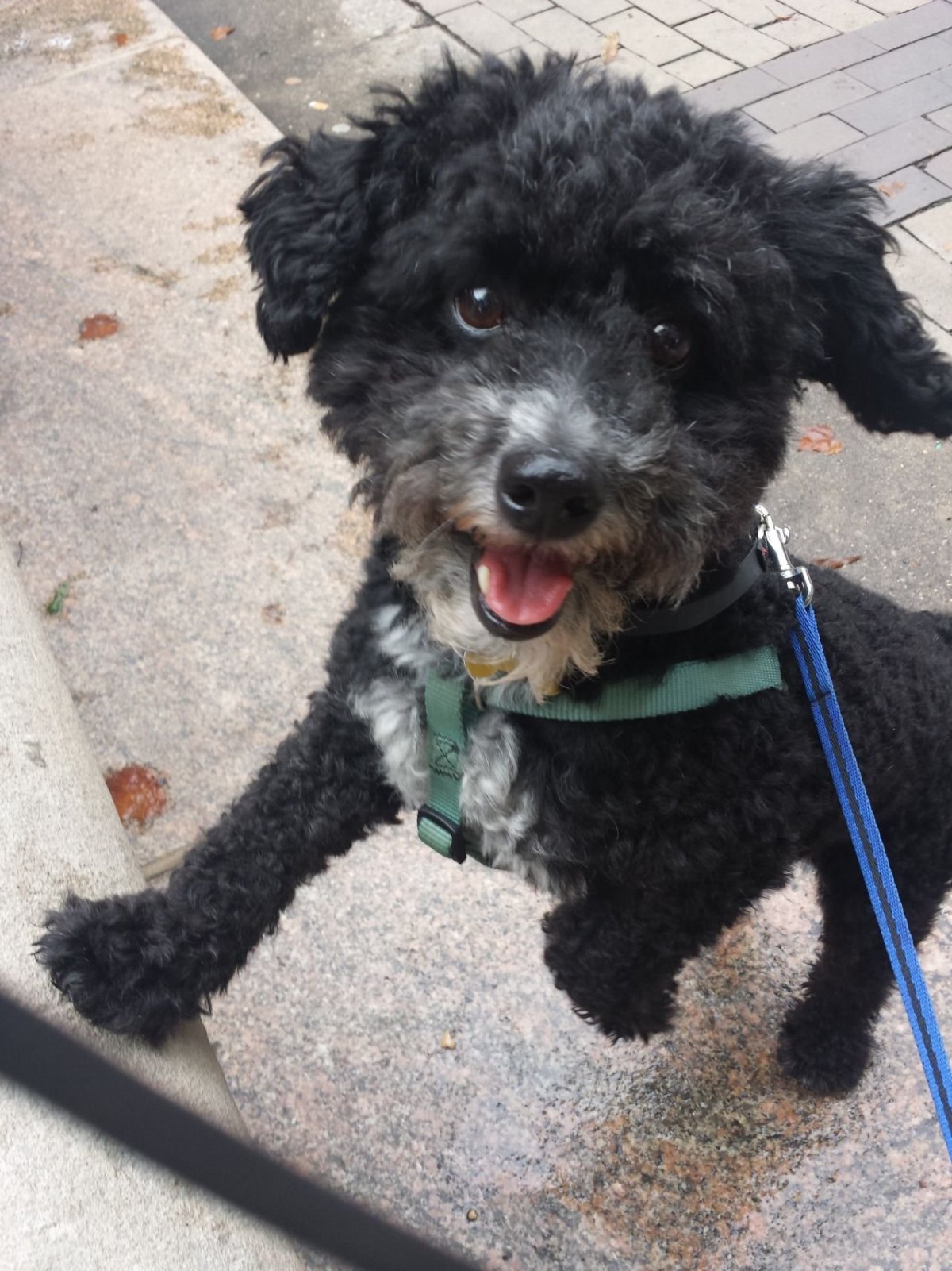 Лабрадудель карликовый