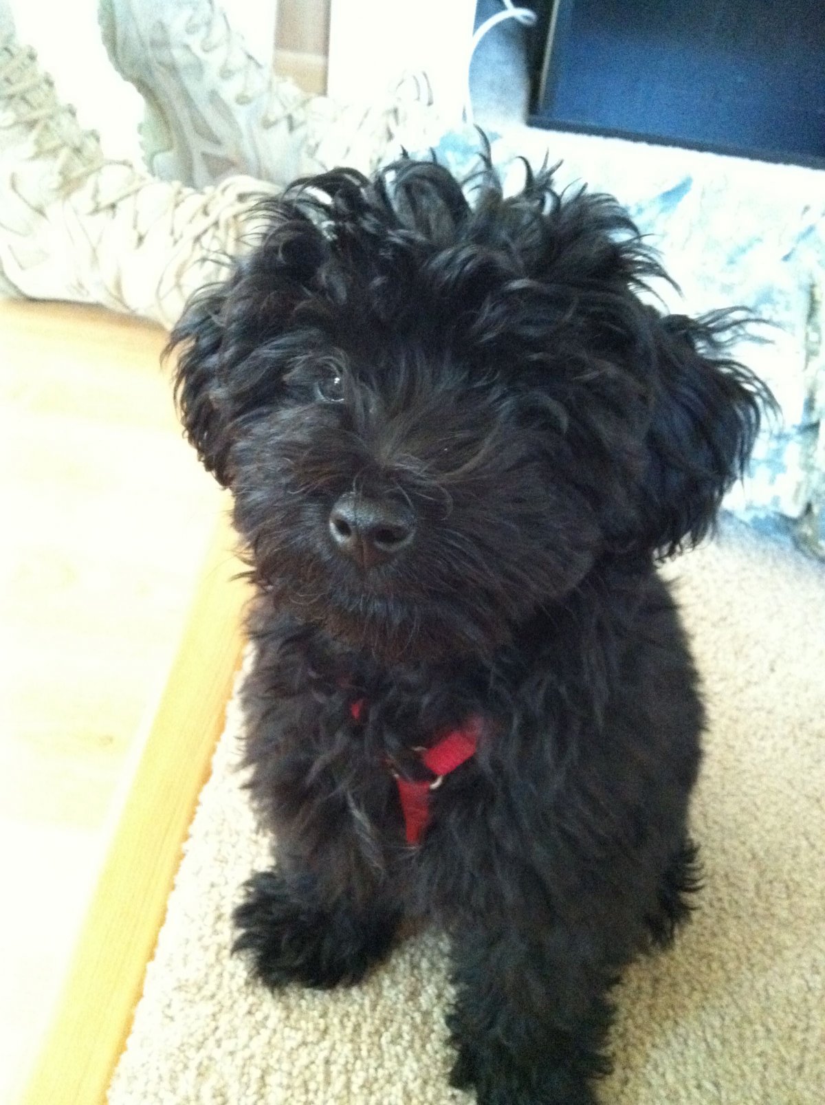 Пудель терьер порода