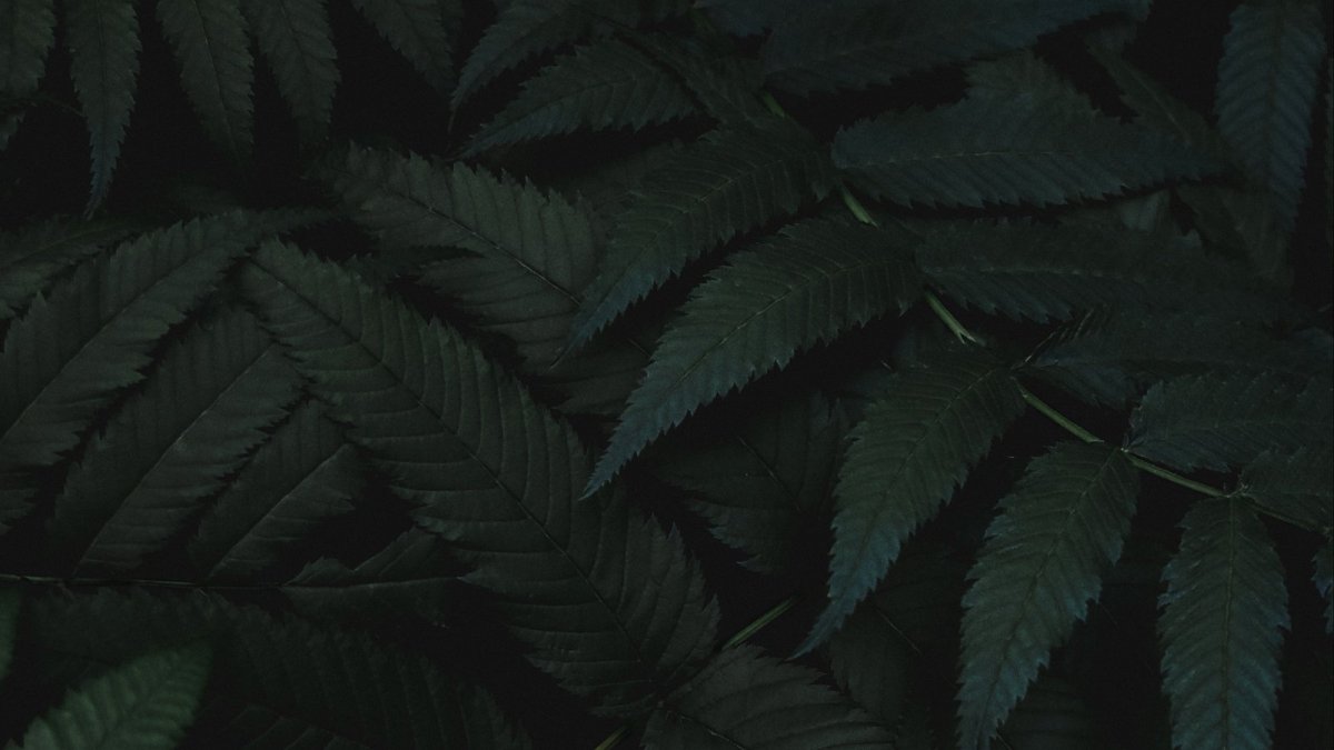 Темные листья