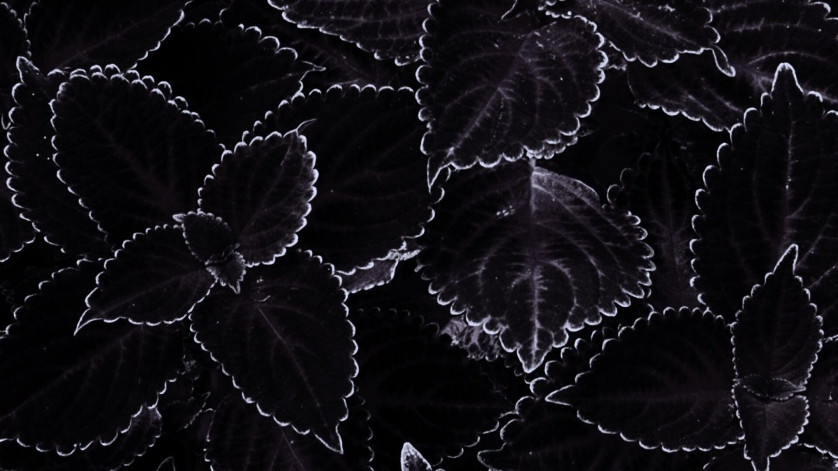 Черный глянец обои