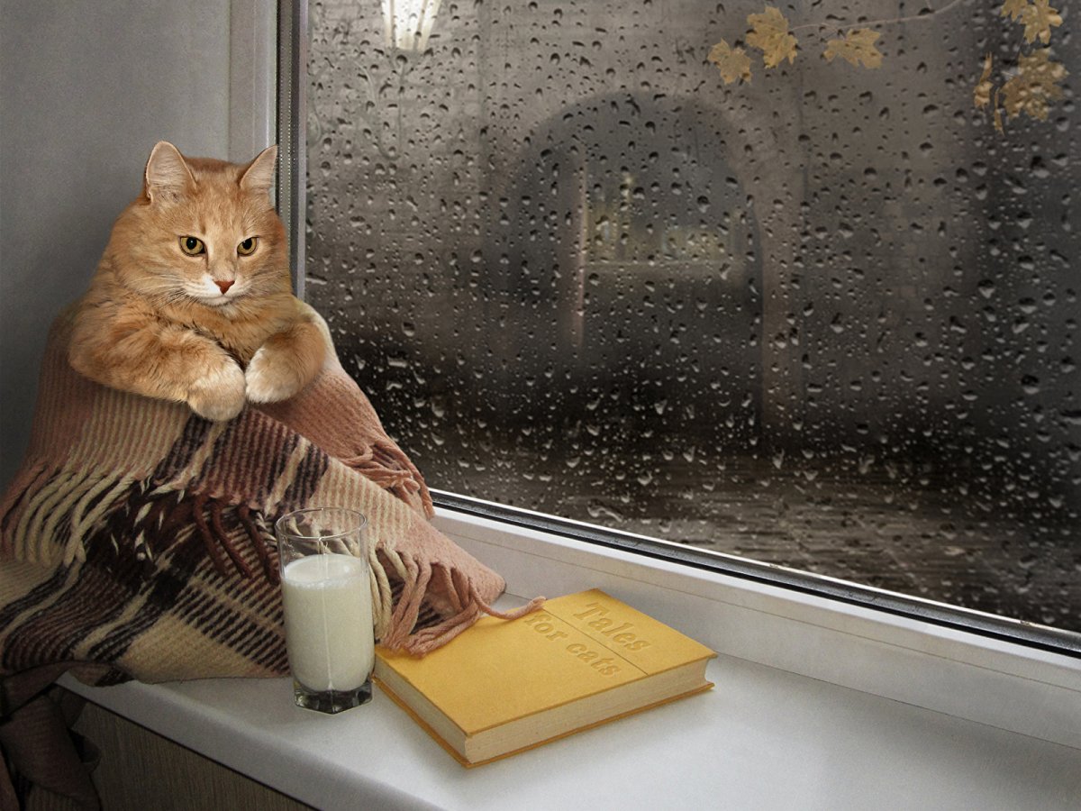 Кот и дождь